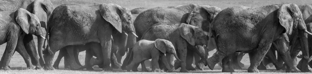 Elephants in Tanzania