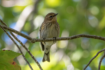 A Yellow Rumped Warbler in a tree.
