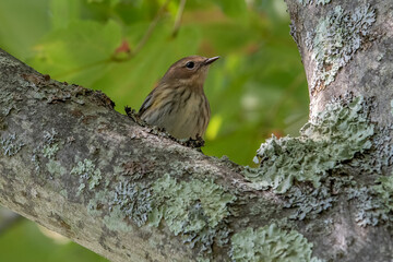 A Yellow Rumped Warbler in a tree.