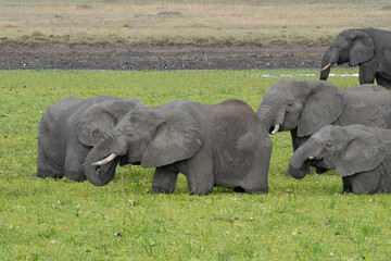 Elephants in Tanzania