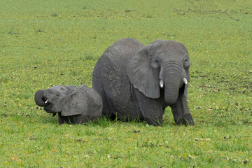 Naklejka na ściany i meble Elephants in Tanzania