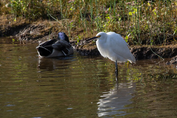 A Snowy Egret standing near male Mallard.