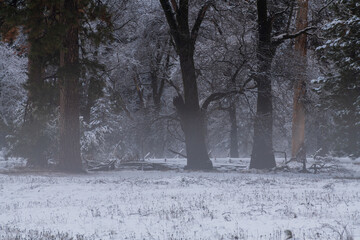 Mist covered woods with snow on the ground