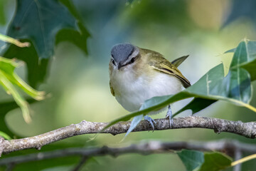 A red eyed vireo on a tree branch.