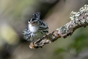 A black and white warbler on tree branch.