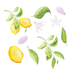 Watercolor set of lemons. Lemon branch, leaves and flowers.