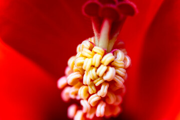 Blooming hibiscus flower. Close-Up Of Red Hibiscus Flower