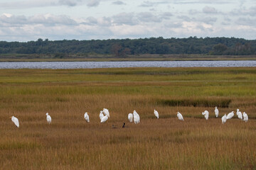 Fototapeta premium A group of Great Egrets in the marsh with pair of mallards.