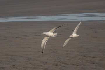 Gulls in flight from underside