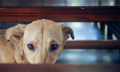 Ojos caramelos de un perro, miradas naturales y sinceras