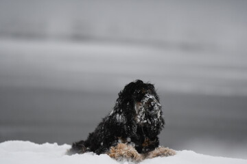 Chien de race cocker spaniel noir dans la neige dans la forêt