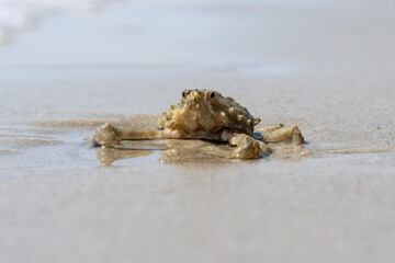 Closeup of a crab on a beach