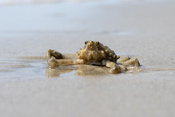 Closeup of a crab on a beach