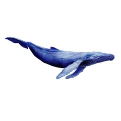 Watercolour hampback whale isolated on white background