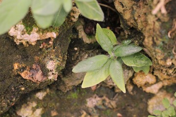 green tropical plant with lots of leaves