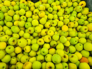 background. lots of yellow and green apples. the concept of fruit harvest for the farmer. healthy and delicious food and dessert.