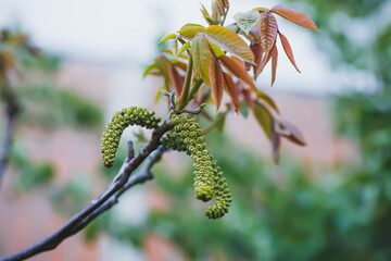Walnut blooms. Walnuts young leaves and inflorescence on a city background. flower of walnut on the branch of tree in the spring. Honey plants Ukraine. Collect pollen from flowers and buds