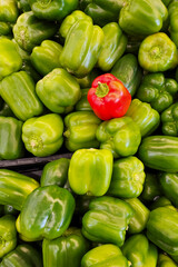 Plakat Red Bell Pepper Surrounded by Green Bell Peppers