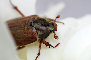 White anemone with May beetle
