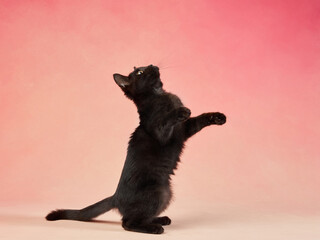 black kitten on a pink background. young funny cute cat in the studio