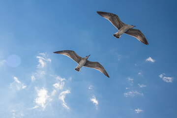 Seagull seabird flying over the Aegean Sea ear Greek shore of Thessaloniki 