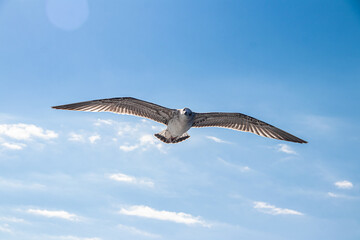 Seagull seabird flying over the Aegean Sea ear Greek shore of Thessaloniki 