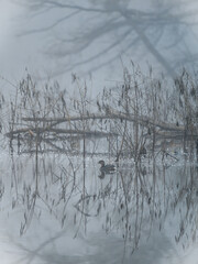 A duck swims across the lake on a foggy January morning.