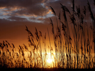 coucher de soleil dans les hautes herbes 