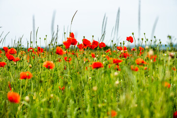 field of poppies