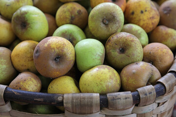 manzana reineta fruta país vasco sidra 4M0A7920-as23