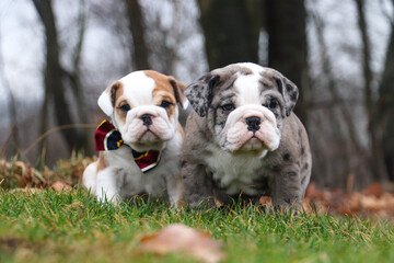 Adorable best friend bulldog puppies who are so wrinkly sitting outdoors in green grass looking at...
