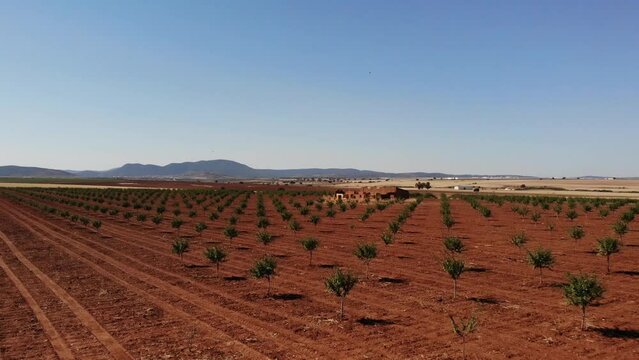 Almond Tree Orchard Aerial View In Spain