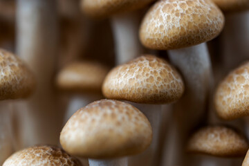 Shimejii mushrooms