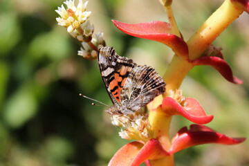 Mariposa con fondo desenfocado.
