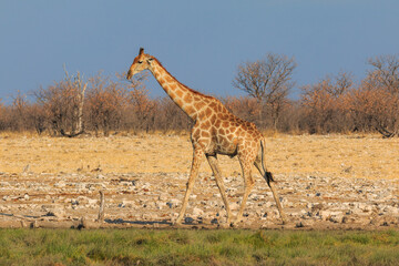 Giraffe in th Etosha National Park in Namibia.