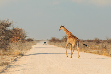Giraffe in th Etosha National Park in Namibia.