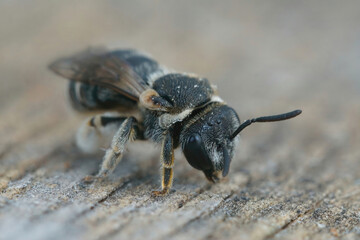 Closeup on a female Common Epaulette Nomia, Pseudapis diversipes, sitting on wood in Southern...