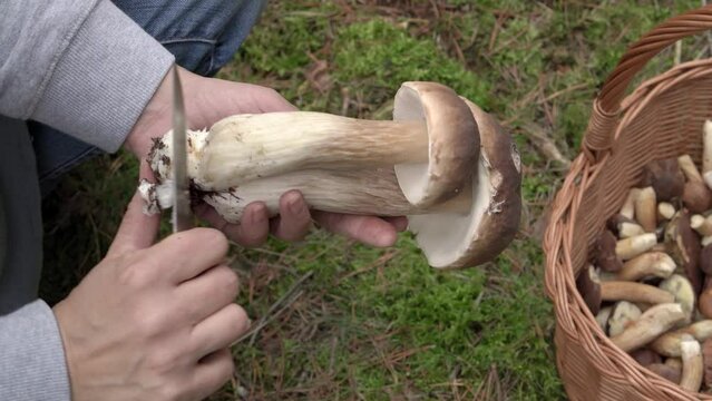 Person cleaning fresh wild porcini or king bolete mushroom in the forest