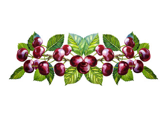 Cherry fruits. Watercolor painted by hand. Branch with cherry fruits. Isolated. For labels, packaging and banners.