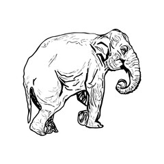 Sketch silhouette elephant. Hand drawn elephant. Design black color outline animal isolated on white background. Simple graphic. Portrait vintage style. Cute drawing picture. Vector illustration