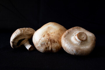 champignon,setas, champiñon