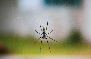 African spider