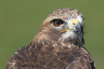 A portrait of a Red-tailed Hawk against a green background

