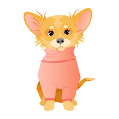 Little cute chihuahua dog in a pink sweater