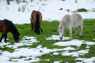 native horses from the north of Portugal called garranos grazing in a snowy meadow.