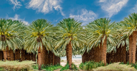 Fototapeta na wymiar Industrial plantation of date palms. Desert and arid sustainable agriculture industry intended for GMO free and healthy food production in the Middle East