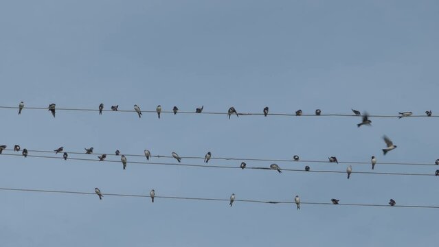 swallows sit on electric wires,flocks of birds fly and perch on power lines