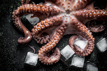 Fresh octopus with ice.