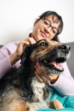 Happy crossbreed dog being pet by her owner at home. Close up image. Selective focus