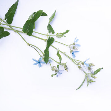 Oxypetalum flower isolated on white background. Blue flowers